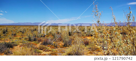 Dry highland savanna on a sunny day in South Africa with a copyspace and sky background. An empty landscape of dry, barren grassland and sharp, thorny bushes and copy space. An open field of shrubs 121790742