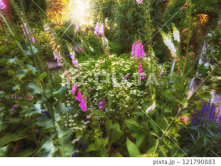 Foxglove flowers bloom and blossom in a field or botanical garden outside. Wild flowering plants growing, thriving in an organic ecological forest outdoors in a landscaped garden in the wilderness 121790883