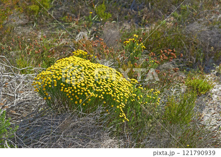 Top view of flowers and plants growing on a field or nature park during summer. Flowerbed of small flowering plants blooming in a natural environment in nature. Pretty flora blossoming in a garden Top view of flowers and plants growing on a field or nature park during summer. Flowerbed of small flowering plants blooming in a natural environment in nature. Pretty flora blossoming in a garden 121790939