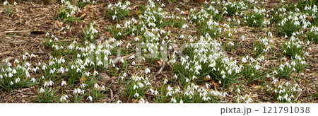 Field of white common snowdrop flowers growing, blossoming and blooming in a remote countryside land or meadow. Group of galanthus nivalis plants flowering in secluded garden or private home backyard 121791038