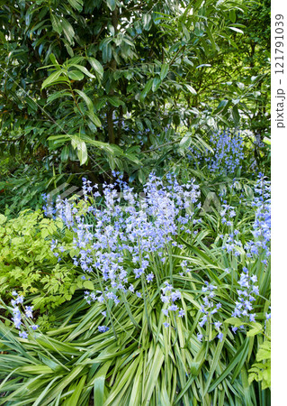 Closeup detail of Bluebell scilla siberica blooming outdoors in a garden in spring. Bright blue and white flowers blossom in a lush green bush outside in a park. Vibrant plants growing in a yard 121791039