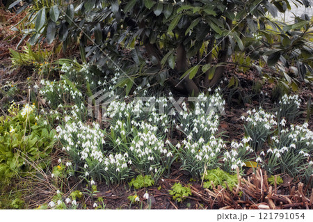Galanthus woronowii growing in their natural habitat in a dense forest. Green or Woronows snowdrop budding and flowering in the woods. Plant species thriving in their natural wilderness environment 121791054