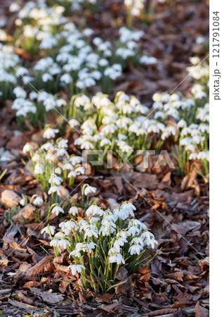 Top view of white snowdrop flowers growing in a backyard garden in nature during summer. Flowerbed of small Galanthus nivalis flowering plants blooming and opening up on a lawn in spring from above Top view of white snowdrop flowers growing in a backyard garden in nature during summer. Flowerbed of small Galanthus nivalis flowering plants blooming and opening up on a lawn in spring from above 121791084