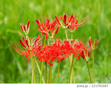 ヒガンバナ 121791087