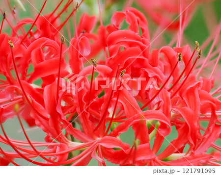 ヒガンバナ ヒガンバナ 121791095