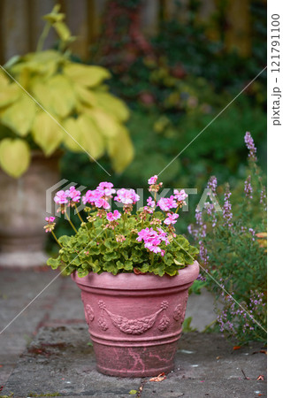 Pink flowers in a vase in a backyard garden in summer. Zonal geranium flowers displayed in a vessel or jar on a lawn for landscaping and decoration. Flowering pot plant ina natural environment 121791100