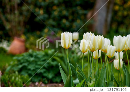 Beautiful white tulips growing in a landscaped garden in early summer. Closeup view of flowers blooming in spring in nature. Natural white flowering plants growing from long and short green stems Beautiful white tulips growing in a landscaped garden in early summer. Closeup view of flowers blooming in spring in nature. Natural white flowering plants growing from long and short green stems 121791103