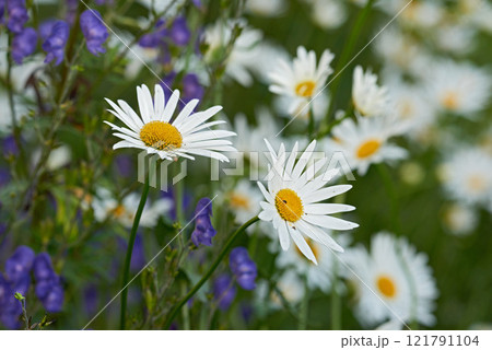 Bunch of white daisies and flowers growing in a lush botanical garden in the sun outdoors. Vibrant Marguerite blooming in spring. Scenic landscape of bright plants blossoming in nature 121791104