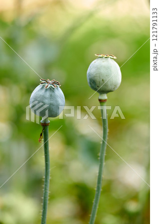 Closeup of opium poppy flowers blossoming against a blurred green background. Delicate blooms growing in a garden or forest in spring. Papaver somniferum L. stems and leaves in meadow with copy space Closeup of opium poppy flowers blossoming against a blurred green background. Delicate blooms growing in a garden or forest in spring. Papaver somniferum L. stems and leaves in meadow with copy space 121791133