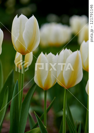 White and yellow tulips growing in a lush garden at home. Pretty flora with vibrant petals and green stems blooming in the meadow in spring time. Bunch of flowers blossoming in a landscaped backyard 121791146