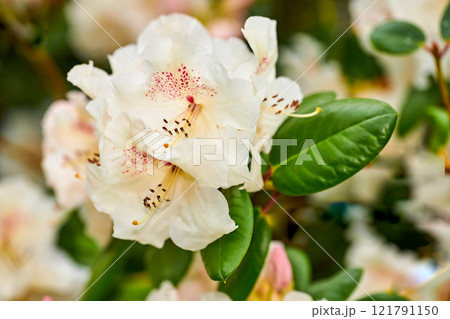White Rhododendron flower in a park in spring. Beautiful flowering plant growing outdoors in a green lush and bright backyard. Pretty floral petal details with patterns grown as garden ornaments White Rhododendron flower in a park in spring. Beautiful flowering plant growing outdoors in a green lush and bright backyard. Pretty floral petal details with patterns grown as garden ornaments 121791150