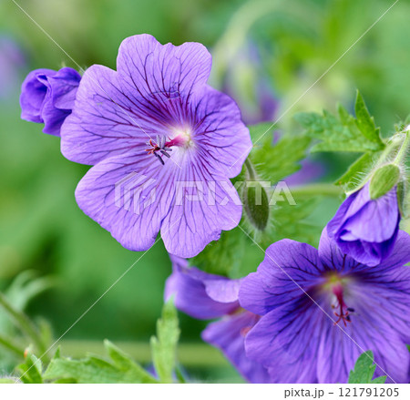 Purple cranesbill geranium flowers growing in a botanical garden on a sunny day outside. Closeup of beautiful plants with vibrant violet petals blooming and blossoming in spring in a lush environment Purple cranesbill geranium flowers growing in a botanical garden on a sunny day outside. Closeup of beautiful plants with vibrant violet petals blooming and blossoming in spring in a lush environment 121791205