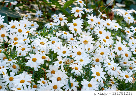 White daisies growing in a spring garden. Nature landscape of many bright, beautiful Marguerite flowers in a park. Gardening perennial plants for outside, backyard decoration or park landscaping White daisies growing in a spring garden. Nature landscape of many bright, beautiful Marguerite flowers in a park. Gardening perennial plants for outside, backyard decoration or park landscaping 121791215