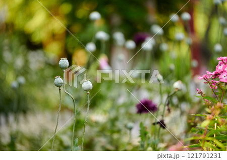 Wild opium or breadseed poppy flowers growing in a botanical garden with blurred background and copy space. Closeup of papaver somniferum plant buds blooming in nature on a sunny day in spring 121791231