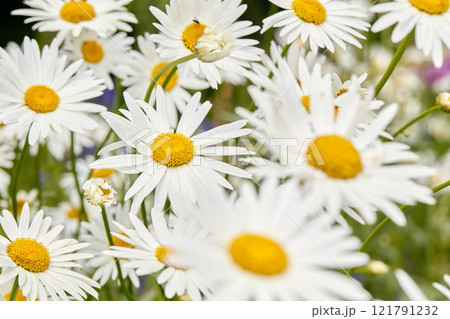 Closeup of white Marguerite daisies growing in a garden or meadow for medicinal horticulture or chamomile tea leaves harvest. Argyranthemum frutescens flowers blooming in a field 121791232