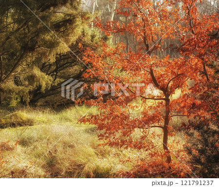 Magical and secluded forest in autumn. A mysterious paradise in a quiet and secret part of nature. Trees, bushes and foliage thriving and growing in a brightly lit woods during the fall season. Magical and secluded forest in autumn. A mysterious paradise in a quiet and secret part of nature. Trees, bushes and foliage thriving and growing in a brightly lit woods during the fall season. 121791237