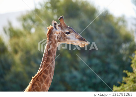 A giraffe in the wild on safari during a hot summer day. Protected wildlife in a conservation national park with wild animals in Africa. A single long neck mammal in the savannah region 121791263