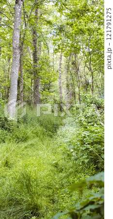 Landscape view of a hardwood tree forest in summer. Deserted and secluded woodland used for adventure and walking for fun. Empty lush green grassland in a rural natural environment in nature 121791275