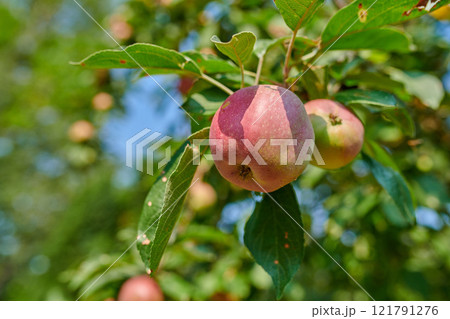 Red apples growing in a sunny orchard outdoors. Closeup of a fresh bunch of delicious ripe fruit being cultivated and harvested from trees in a garden. Sweet and organic produce ready to be picked 121791276
