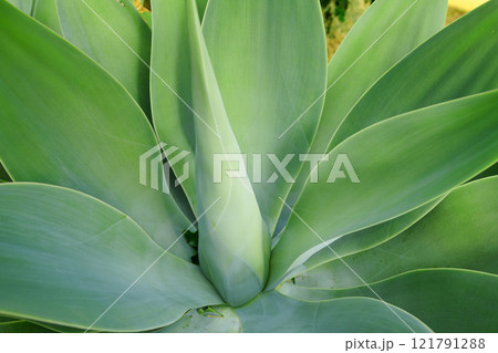 Green Agave succulent plant growing in the summer season. Closeup of a tropical perennial plants stem with soft pattern details. Thick lush leaves growing, flourishing in eco friendly environment Green Agave succulent plant growing in the summer season. Closeup of a tropical perennial plants stem with soft pattern details. Thick lush leaves growing, flourishing in eco friendly environment 121791288