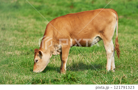 Brown calf eating and grazing on green farmland in the countryside. Cow or livestock standing on an open, empty and secluded lush grassy field or meadow. Animal in its natural pasture or environment Brown calf eating and grazing on green farmland in the countryside. Cow or livestock standing on an open, empty and secluded lush grassy field or meadow. Animal in its natural pasture or environment 121791323