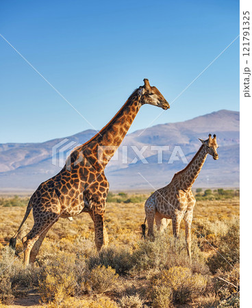 Giraffes in Savanna in safari on hot, sunny summer day. Wilderness of nature full of light brown bushes, grass and mountains in background. Wild space in South Africa where animals roam free 121791325
