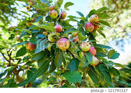 Closeup of red and green apples ripening on a tree in a sustainable orchard on a farm in a remote countryside. Growing fresh, healthy fruit produce for nutrition and vitamins on agricultural farmland Closeup of red and green apples ripening on a tree in a sustainable orchard on a farm in a remote countryside. Growing fresh, healthy fruit produce for nutrition and vitamins on agricultural farmland 121791327