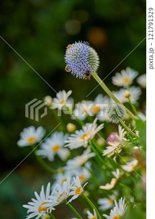 Bees pollinating on a globe thistle flower with blurred green background and copy space. Echinops and daisy perennial flowering plant with a green stem in a garden or park outdoors during pollination Bees pollinating on a globe thistle flower with blurred green background and copy space. Echinops and daisy perennial flowering plant with a green stem in a garden or park outdoors during pollination 121791329