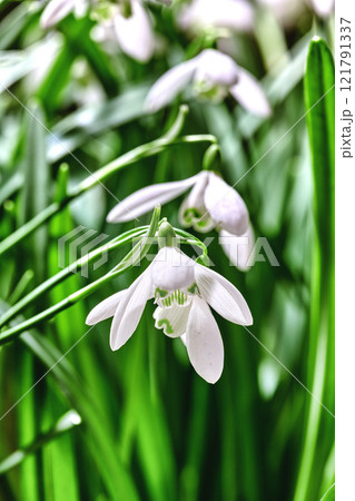 Beautiful white snowdrop or galanthus flower growing in a garden against a green background. Closeup of a bulbous, perennial and herbaceous plant from the amaryllidaceae genus blooming in nature 121791337