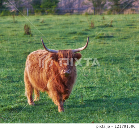 Brown woolly bull with large horns or antlers standing in a field of green grass. Highland cow grazing on a sustainable and organic farm during summer. Longhorn cattle standing on a dairy farm Brown woolly bull with large horns or antlers standing in a field of green grass. Highland cow grazing on a sustainable and organic farm during summer. Longhorn cattle standing on a dairy farm 121791390