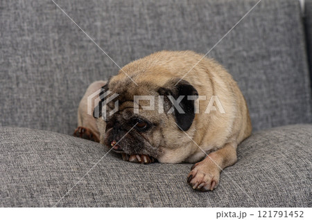 A cozy pug resting on a soft gray couch during a leisurely afternoon at home A cozy pug resting on a soft gray couch during a leisurely afternoon at home 121791452