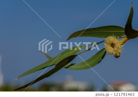 Eucalyptus branch showcasing delicate flower against a clear blue sky in early afternoon sunlight 121791463