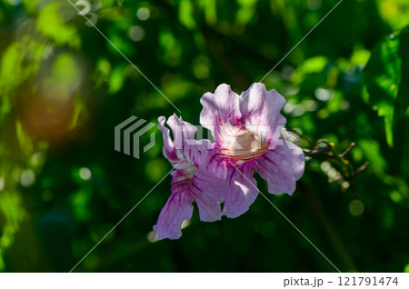 Delicate pink flower blooms under sunlight amidst lush greenery in a serene garden 121791474