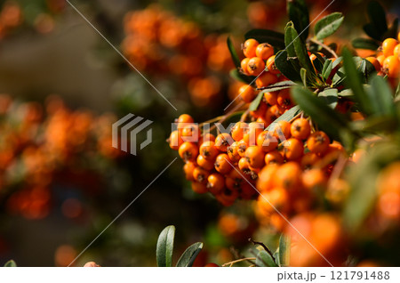 Vibrant orange berries glistening under the sunlight in a lush garden during a warm afternoon Vibrant orange berries glistening under the sunlight in a lush garden during a warm afternoon 121791488