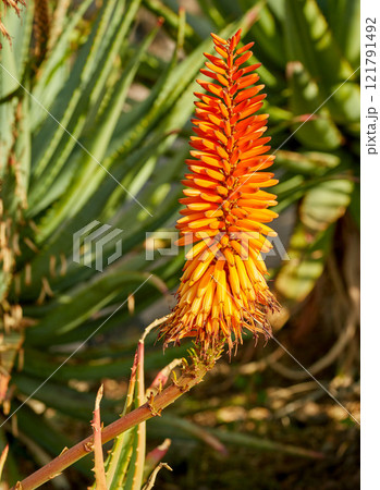 Vibrant Candelabra Aloe flora growing in a backyard garden or outdoors in nature on a sunny summer day. Closeup detail of an orange plant in a forest field with sunlight on a spring afternoon 121791492