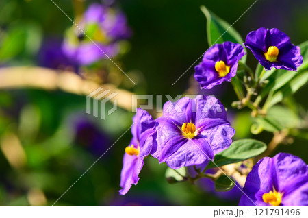 Vibrant clusters of purple flowers bloom in a sunny garden during a warm spring afternoon 121791496