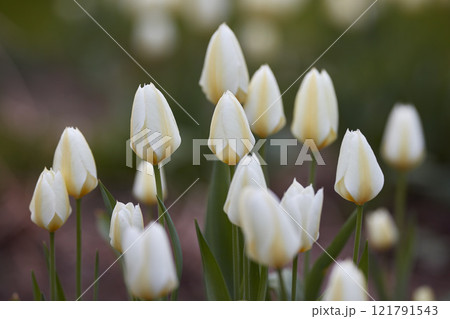 White garden tulips growing in spring. Spring perennial flowering plants grown as ornaments for its beauty and floral fragrance scent. Closeup of many beautiful closed tulip flowers with green stems 121791543