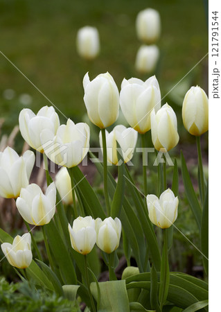 White tulips growing in a garden. Didiers tulip from the tulipa gesneriana species blooming in spring in nature. Closeup of pretty natural flowering plant in a park with green stems and soft petals White tulips growing in a garden. Didiers tulip from the tulipa gesneriana species blooming in spring in nature. Closeup of pretty natural flowering plant in a park with green stems and soft petals 121791544