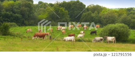 Herd of cows eating grass on a field in the rural countryside. Lush landscape with cattle animals grazing on a pasture in nature. Raising and breeding livestock on a ranch for beef and dairy industry Herd of cows eating grass on a field in the rural countryside. Lush landscape with cattle animals grazing on a pasture in nature. Raising and breeding livestock on a ranch for beef and dairy industry 121791556