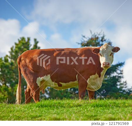 A large brown cow grazing on a field or farm in the rural countryside with blue sky copy space. Bovine bull livestock on an organic and sustainable cattle farm for the beef and dairy industry 121791569