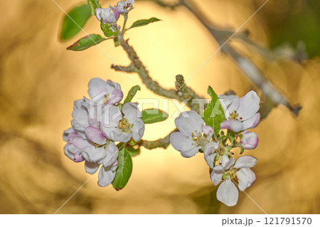 Closeup of a beautiful Paradise apple flowers against a soft glowing golden background. Zoom in on nature blooming on a tree branch in a garden. Macro details of beauty in soothing nature 121791570