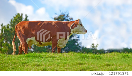 Brown and white cow on a field in rural countryside with blue sky copyspace background. Raising and breeding livestock cattle on a farm for beef and dairy industry. Landscape with animals in nature Brown and white cow on a field in rural countryside with blue sky copyspace background. Raising and breeding livestock cattle on a farm for beef and dairy industry. Landscape with animals in nature 121791571