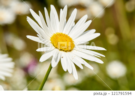 Closeup of one daisy flower growing in a backyard garden against a green nature background. White flowering plant blooming in a park outside in spring. Flora blossoming in the meadow on a sunny day Closeup of one daisy flower growing in a backyard garden against a green nature background. White flowering plant blooming in a park outside in spring. Flora blossoming in the meadow on a sunny day 121791594