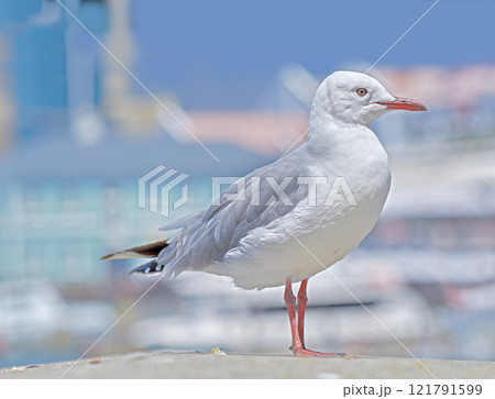 Seagull. One seagull sitting on an old sea pier by the harbor. The European herring gull on the beach railing. A single bird looking for food by the seaside. Closeup of wildlife on the coastline. Seagull. One seagull sitting on an old sea pier by the harbor. The European herring gull on the beach railing. A single bird looking for food by the seaside. Closeup of wildlife on the coastline. 121791599