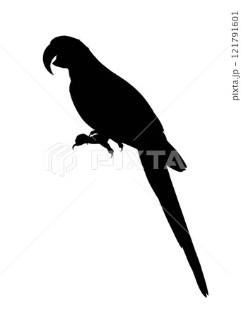 ルリコンゴウインコのシルエットイラスト ルリコンゴウインコのシルエットイラスト 121791601