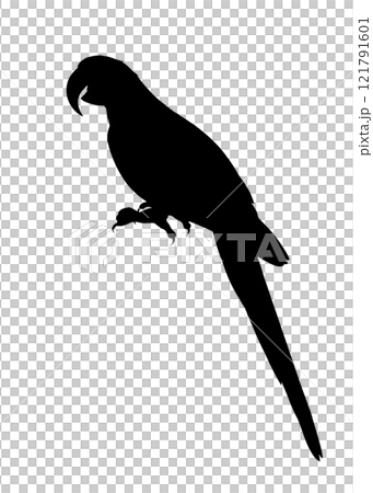 ルリコンゴウインコのシルエットイラスト ルリコンゴウインコのシルエットイラスト 121791601