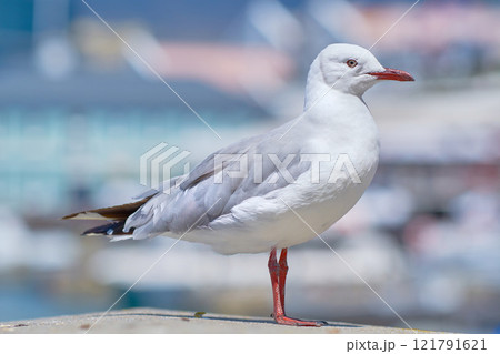Seagull. A red billed gull standing on a city dock against a blurred background with copy space. Closeup birdwatching of a white, grey seagull bird with beautiful feather textures near a harbor. 121791621