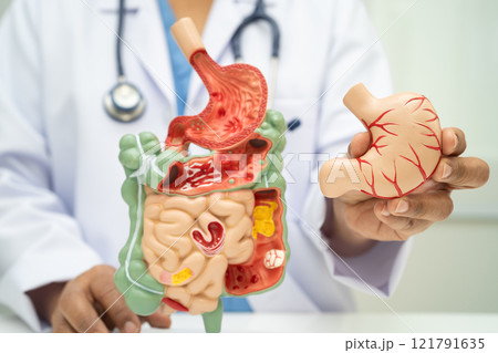 Digestive system with stomach and intestine, Asian doctor holding human anatomy model for study diagnosis and treatment in hospital. 121791635
