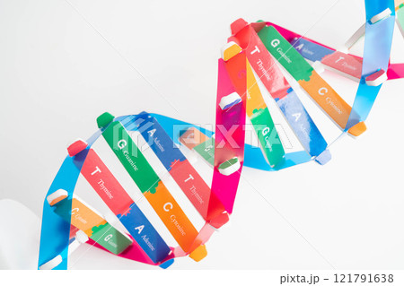 DNA molecule spiral structure model isolated on white background, chromosome and gene chemical science biology. 121791638