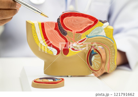 Male reproductive system, Asian doctor holding human anatomy model for study diagnosis and treatment in hospital. 121791662